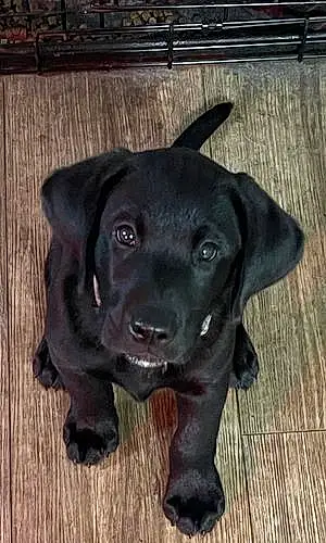 Firstname Labrador Retriever Dog Ruger