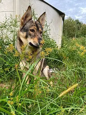 Name German Shepherd Dog Mazikeen