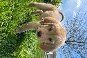 Name Golden Retriever Dog Bow