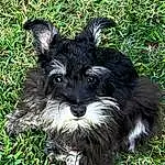 Dog, Carnivore, Companion dog, Grass, Plant, Dog breed, Working Animal, Groundcover, Snout, Terrestrial Animal, Terrier, Canidae, Tail, Furry friends, Small Terrier, Toy Dog, Non-sporting Group, Water Dog, Puppy