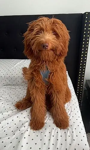Goldendoodle Dog Max