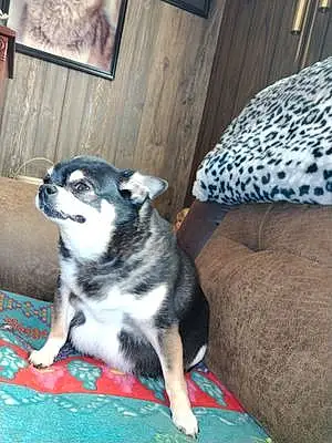 Name Chihuahua Dog Gizmo