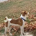 Dog, Dog breed, Carnivore, Companion dog, Fawn, Tail, Snout, Working Animal, Canidae, Grass, Terrier, Terrestrial Animal, Plant, Non-sporting Group, Collar, Hunting Dog