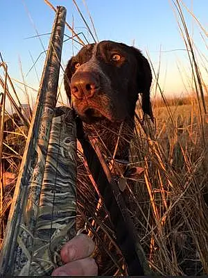 Name German shorthaired pointer Dog Indie