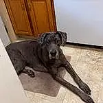 Dog, Working Animal, Carnivore, Grey, Cabinetry, Dog breed, Fawn, Companion dog, Snout, Tail, Hardwood, Door, Wood, Kitchen Appliance, Home Door, Canidae, Terrestrial Animal