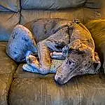 Dog, Carnivore, Dog breed, Comfort, Jaw, Grey, Fawn, Companion dog, Terrestrial Animal, Working Animal, Snout, Whiskers, Couch, Furry friends, Canidae, Guard Dog, Sighthound, Claw