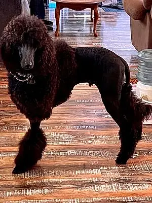 Name Poodle Dog Onyx