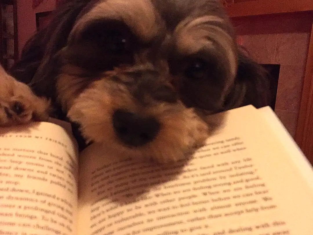 Dog, Book, Publication, Carnivore, Dog breed, Working Animal, Companion dog, Toy Dog, Comfort, Liver, Whiskers, Dog Supply, Standard Schnauzer, Furry friends, Schnauzer, Terrier, Small Terrier, Room, Font