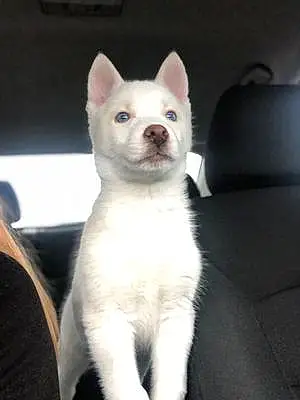 Name Husky Dog Olaf