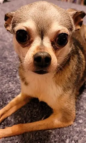 Firstname Chihuahua Dog Ruger