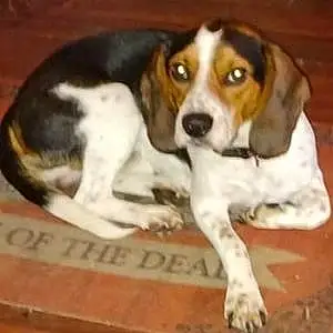 Beagle Dog Duke
