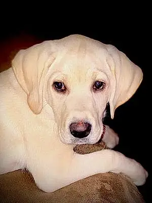 Labrador Retriever Dog Nova