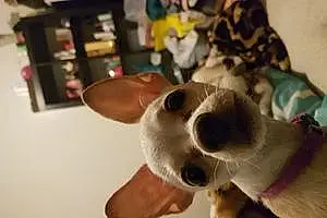 Name Chihuahua Dog Marshmallow