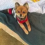 Dog, Dog Supply, Dog breed, Carnivore, Companion dog, Fawn, Working Animal, Comfort, Snout, Tail, Furry friends, Canidae, Terrestrial Animal, Toy Dog, Collar, Linens, Fashion Accessory, Non-sporting Group, Corgi-chihuahua