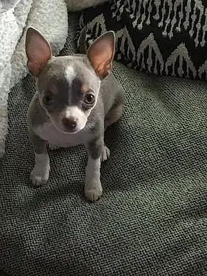 Firstname Chihuahua Dog Blue