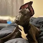 Dog, Dog breed, Carnivore, Working Animal, Ear, Whiskers, Grey, Liver, Fawn, Companion dog, Terrestrial Animal, Comfort, Snout, Canidae, Toy Dog, Tail, Non-sporting Group, Sighthound, Furry friends