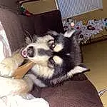 Dog, Carnivore, Sled Dog, Companion dog, Dog breed, Snout, Working Animal, Siberian Husky, Furry friends, Dog Supply, Working Dog, Canidae, Canis, Non-sporting Group, Toy Dog, Paw
