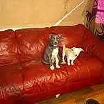 Brown, Couch, Dog, Furniture, Comfort, Lighting, Studio Couch, Wood, Sofa Bed, Carnivore, Living Room, Hardwood, Companion dog, Dog breed, Room, Laminate Flooring, Wood Flooring, Furry friends