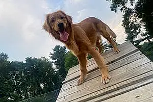 Name Golden Retriever Dog Izzy