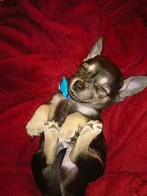 Name Chihuahua Dog Achilles