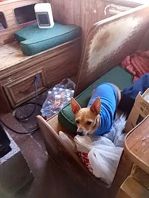 Name Chihuahua Dog Nugget