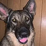 Dog, Dog breed, Carnivore, Fawn, Snout, Wood, Whiskers, Herding Dog, Companion dog, Old German Shepherd Dog, Wood Stain, Hardwood, Furry friends, East-european Shepherd, Terrestrial Animal, German Shepherd Dog, Working Animal, King Shepherd, Plank, Working Dog