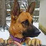 Dog, Snow, Dog breed, Carnivore, Fawn, Companion dog, Working Animal, Snout, Whiskers, Collar, Liver, Herding Dog, Plant, Window, Canidae, Winter, Guard Dog, Furry friends, Working Dog