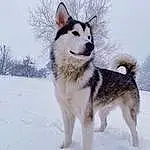 Dog, Sky, Carnivore, Snow, Dog breed, Sled Dog, Snout, Winter, Tail, Working Animal, Furry friends, Siberian Husky, Canidae, Working Dog, Freezing, Ancient Dog Breeds, Collar