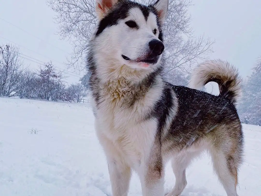 Dog, Sky, Carnivore, Snow, Dog breed, Sled Dog, Snout, Winter, Tail, Working Animal, Furry friends, Siberian Husky, Canidae, Working Dog, Freezing, Ancient Dog Breeds, Collar