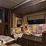 Dog, Furniture, Couch, Comfort, Interior Design, Wood, Building, Living Room, Carnivore, Studio Couch, Fawn, Television, Hardwood, Television Set, Companion dog, Window, Dog breed, Room