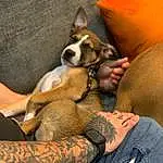 Dog, Comfort, Carnivore, Dog breed, Fawn, Companion dog, Elbow, Tattoo, Lap, Canidae, Human Leg, Linens, Toy Dog, Furry friends, Whiskers, Sitting, Flesh, Nap, Couch