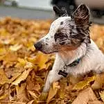 Dog, Plant, Dog breed, Carnivore, Companion dog, Wood, Grass, Whiskers, Cloud, Tree, Soil, Tail, Twig, Deciduous, Working Dog, Furry friends, Canidae, Herding Dog, Autumn