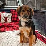 Dog, Carnivore, Dog breed, Companion dog, Fawn, Vehicle, Dog Supply, Snout, Tartan, Furry friends, Plaid, Car, Pattern, Canidae, Couch, Working Dog, Linens, Collar