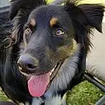 Dog, Carnivore, Dog breed, Collar, Whiskers, Companion dog, Herding Dog, Grass, Snout, Australian Collie, Furry friends, Canidae, Border Collie, Dog Collar, Working Dog, Guard Dog, Australian Shepherd