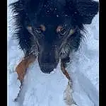 Dog, Snow, Carnivore, Dog breed, Working Animal, Fawn, Companion dog, Snout, Furry friends, Toy Dog, Winter, Canidae, Whiskers, Freezing, Paw, Guard Dog, Working Dog, Foot, Australian Shepherd