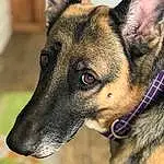 Dog, Carnivore, Dog breed, Jaw, Collar, Fawn, Whiskers, Herding Dog, Snout, Companion dog, Dog Collar, Furry friends, Working Animal, Dog Supply, Old German Shepherd Dog, Canidae, Working Dog, King Shepherd, Guard Dog