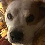 Nose, Dog, Dog breed, Ear, Carnivore, Fawn, Companion dog, Whiskers, Snout, Furry friends, Collar, Canidae, Working Animal, Terrestrial Animal, Square, Ancient Dog Breeds, Selfie, Non-sporting Group