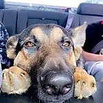 Dog, Eyes, Dog breed, Ear, Carnivore, German Shepherd Dog, Companion dog, Whiskers, Fawn, Snout, Working Animal, Comfort, Paw, Furry friends, Street dog, Canidae, Happy, Puppy love, Selfie
