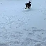 Sky, Snow, Cloud, Dog, Carnivore, Tree, Slope, Sled, Dog breed, Freezing, Geological Phenomenon, Sledding, Plant, Winter, Fun, Recreation, Landscape, Event, Ice Cap, Playing In The Snow