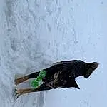 Snow, Slope, Window, Freezing, Geological Phenomenon, Beak, Recreation, Feather, Wood, Dog breed, Winter, Tail, Event, Furry friends, Tree