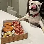 Food, Dog, Dog breed, Ingredient, Doughnut, Carnivore, Toy, Collar, Recipe, Fawn, Companion dog, Dish, Cuisine, Dog Collar, Snout, Stuffed Toy, Working Animal, Baked Goods, Couch