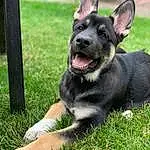 Dog, Carnivore, Dog breed, Collar, Grass, Fawn, Companion dog, Snout, Plant, Whiskers, Canidae, Herding Dog, Dog Collar, Working Dog, Automotive Wheel System, Guard Dog, Terrestrial Animal, Non-sporting Group, Law Enforcement
