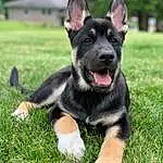 Dog, Dog breed, Carnivore, Grass, Companion dog, Plant, Snout, Herding Dog, Bicycle, Canidae, Working Animal, Working Dog, Tree, Guard Dog, Terrestrial Animal, Paw, Law Enforcement