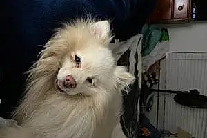 Pomeranian Dog Micah