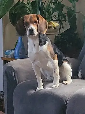 Firstname Beagle Dog Ruger