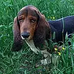 Dog, Plant, Carnivore, Dog breed, Liver, Fawn, Grass, Companion dog, Snout, Hound, Working Animal, Terrestrial Animal, Basset Hound, Scent Hound, Hunting Dog