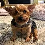 Dog, Carnivore, Liver, Fawn, Companion dog, Dog breed, Toy Dog, Terrier, Small Terrier, Furry friends, Yorkipoo, Biewer Terrier, Working Animal, Canidae, Australian Terrier, Working Terrier, Terrestrial Animal, Maltepoo, Dog Supply
