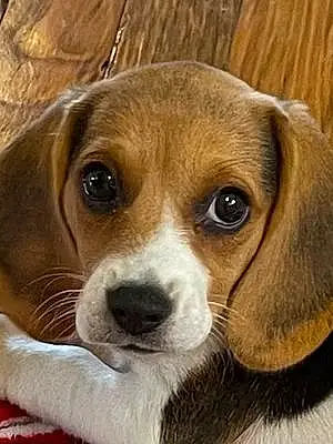 Beagle Dog Daisy