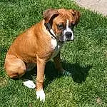 Dog, Boxer, Carnivore, Plant, Dog breed, Fawn, Companion dog, Grass, Snout, Working Animal, Liver, Tail, Molosser, Canidae, Terrestrial Animal, Working Dog, Groundcover, Non-sporting Group, Ancient Dog Breeds