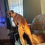 Dog, Dog breed, Comfort, Door, Carnivore, Companion dog, Fawn, Tartan, Snout, Working Animal, Canidae, Curtain, Boxer, Window, Plaid, Tail, Non-sporting Group, Guard Dog